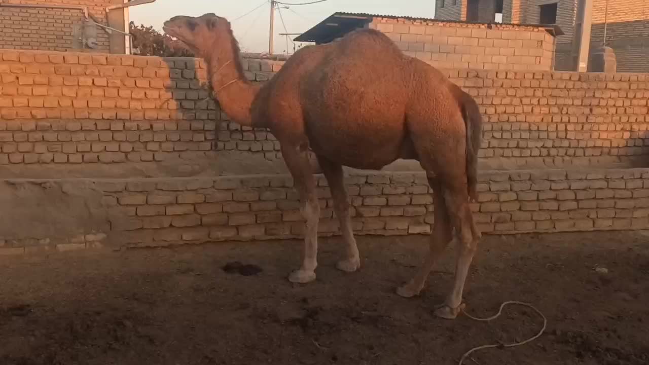 شتر چاق پروار شده درجه یک|حیوانات مزرعه|گنبد کاووس, |دیوار