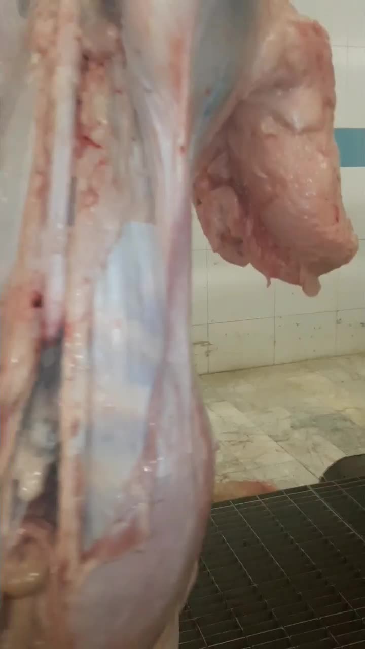 گوشت و لاشه گوسفندی بره نرو ماده کشتار روز تناژ|خوردنی و آشامیدنی|تهران, آرژانتین|دیوار