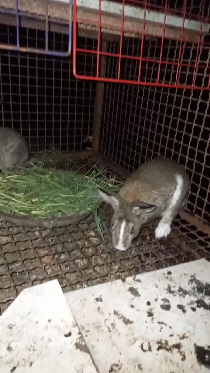 خرگوش|موش و خرگوش|رستم‌آباد, |دیوار