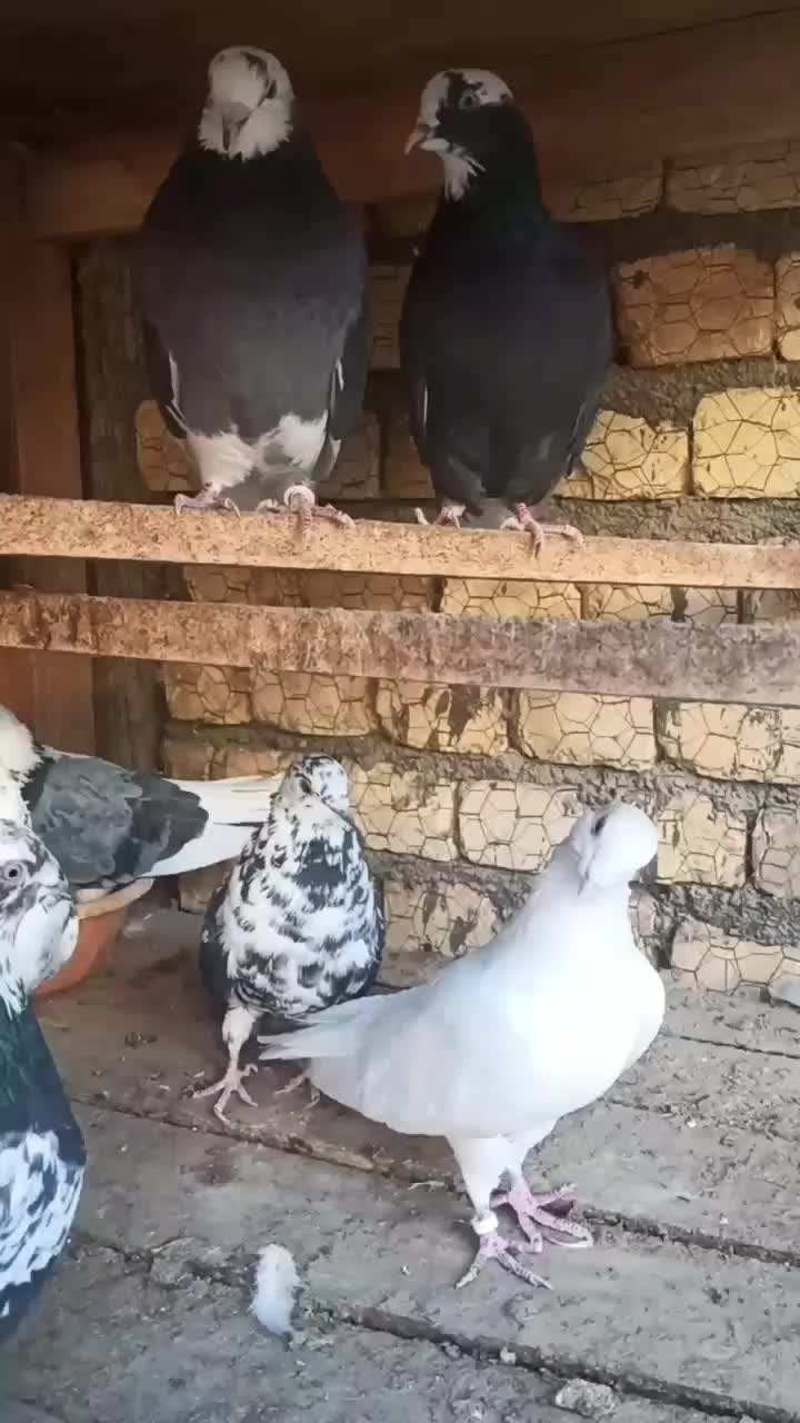 کبوتر پرشی|پرنده|مبارکه, |دیوار