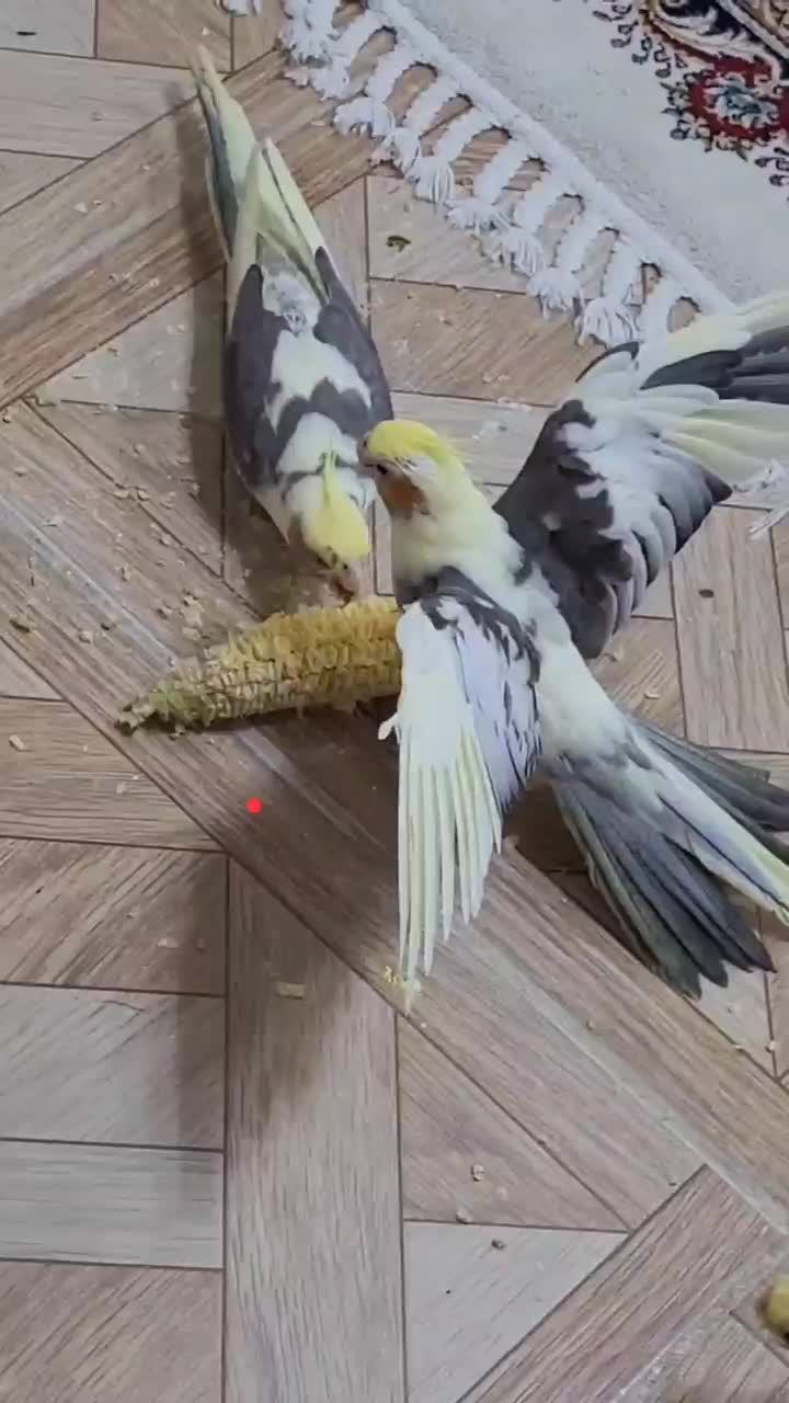 عروس هلندی دوکت|پرنده|رشت, صفاری|دیوار