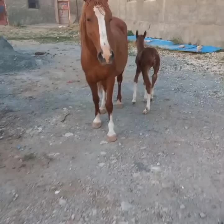 مادیان اصیل کرد|حیوانات مزرعه|چرداول, |دیوار