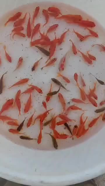 ماهی قرمز عمده|ماهی|قم, نخودی|دیوار