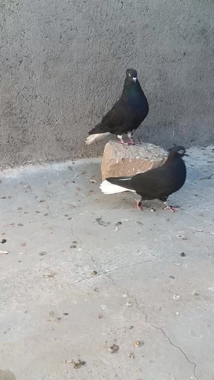 نروماده دم سفیدو..|پرنده|سبزوار, رباط|دیوار