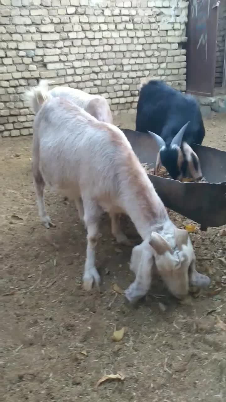 گوسفند( بز)|حیوانات مزرعه|مزایجان, |دیوار