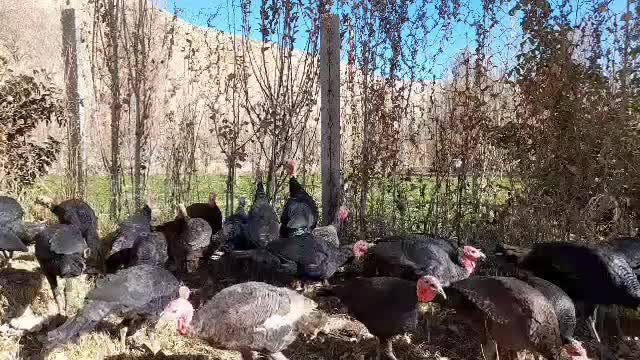 بوقلمون محلی باکیفیت و ارگانیک|حیوانات مزرعه|بجنورد, |دیوار