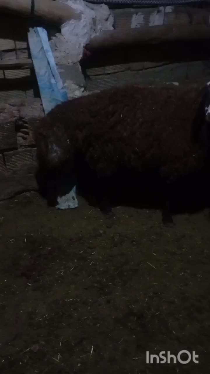 بره شیری|حیوانات مزرعه|کوهدشت, |دیوار