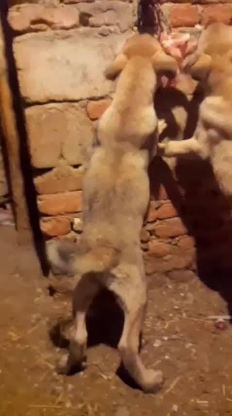 سگ توله عراقی|سگ|آذرشهر, |دیوار
