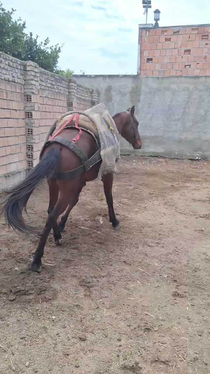 اسب نریون کهر|اسب و تجهیزات اسبسواری|کردکوی, |دیوار