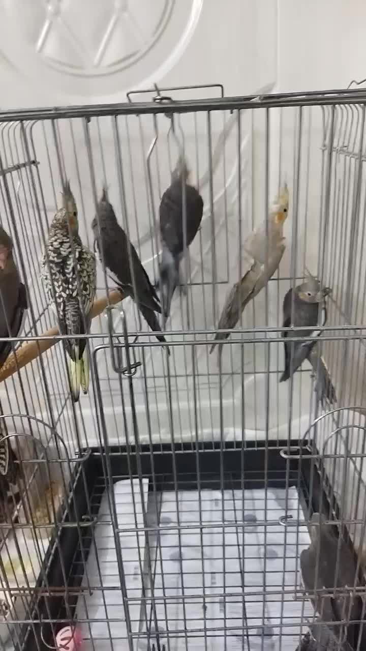 جفت مولد عروس هلندی به همراه 5 تا جوجه|پرنده|باقرشهر, |دیوار