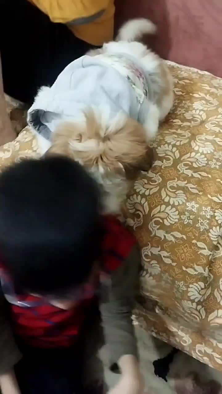 سگ پاپی|سگ|مشهد, کوشک مهدی|دیوار