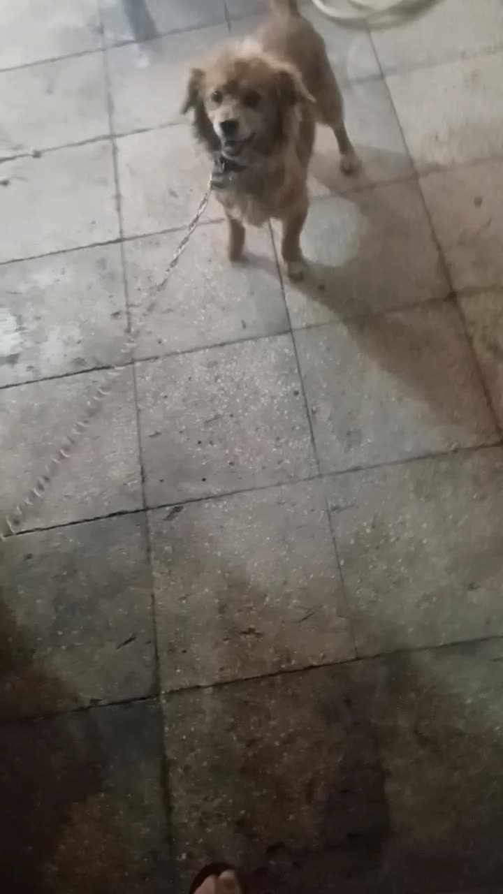 سگ اشپیتز|سگ|قم, ولیعصر|دیوار