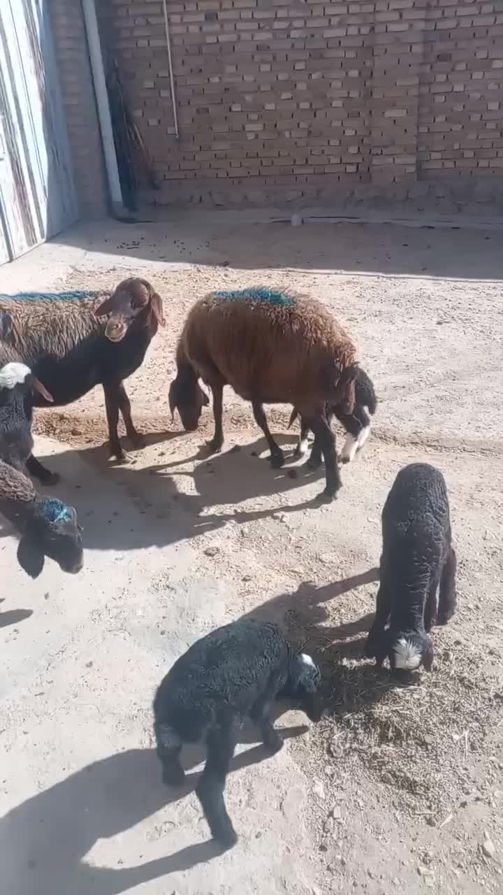 میش و بره|حیوانات مزرعه|نهاوند, |دیوار