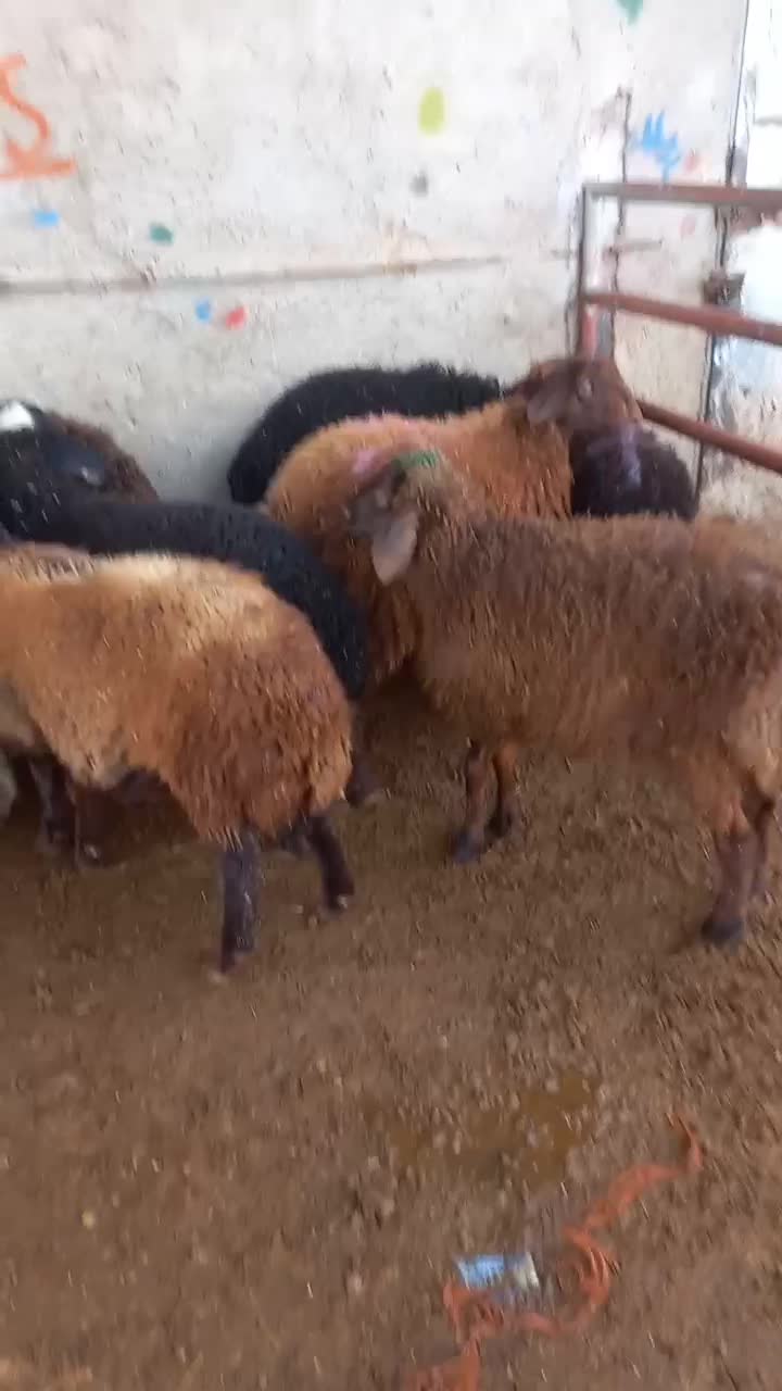 بره ماده|حیوانات مزرعه|قزوین, |دیوار