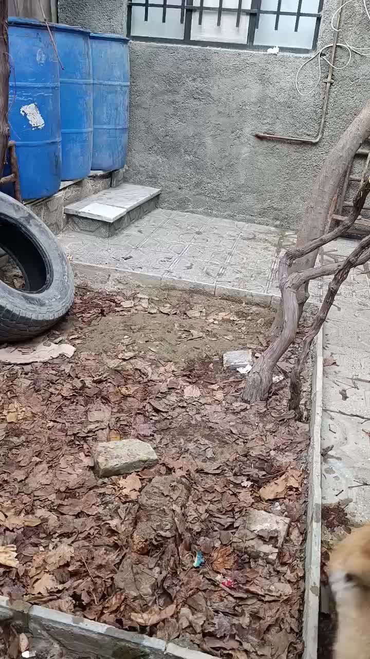 سگ گمشده|حیوانات|شیروان (خراسان), |دیوار