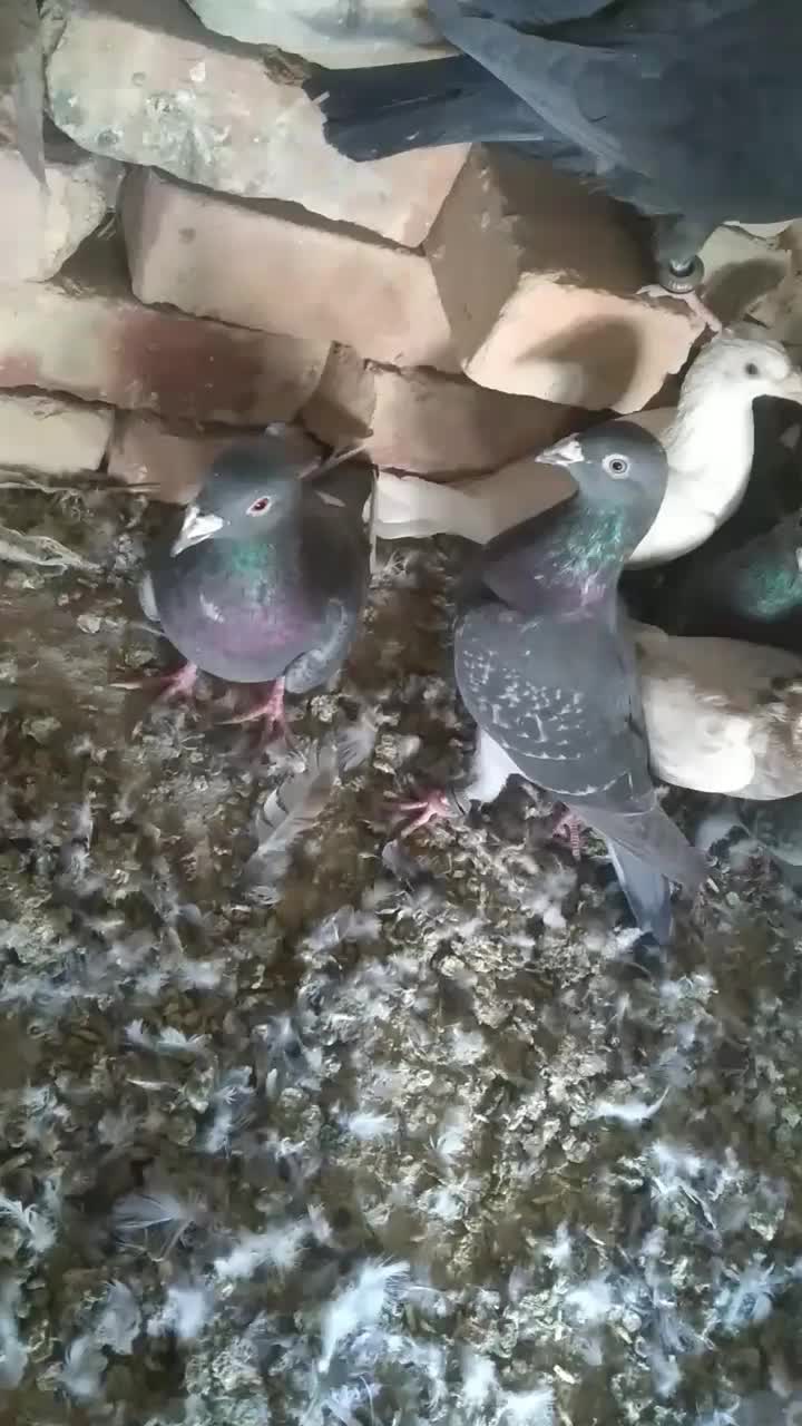 کبوتر نر|پرنده|نیمروز, |دیوار