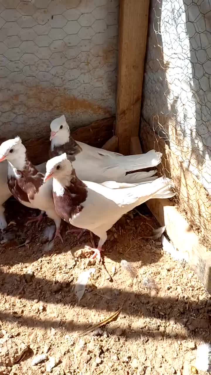 کبوترطوقی|پرنده|اردکان, |دیوار