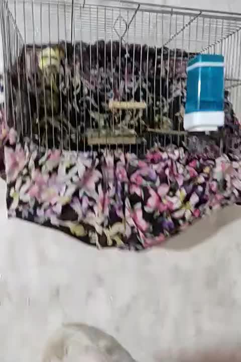 قناری گلاستر|پرنده|ابهر, |دیوار