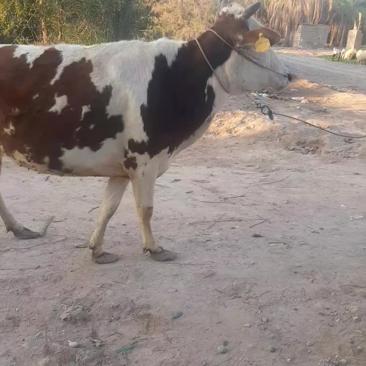 گاو|حیوانات مزرعه|یزد, |دیوار