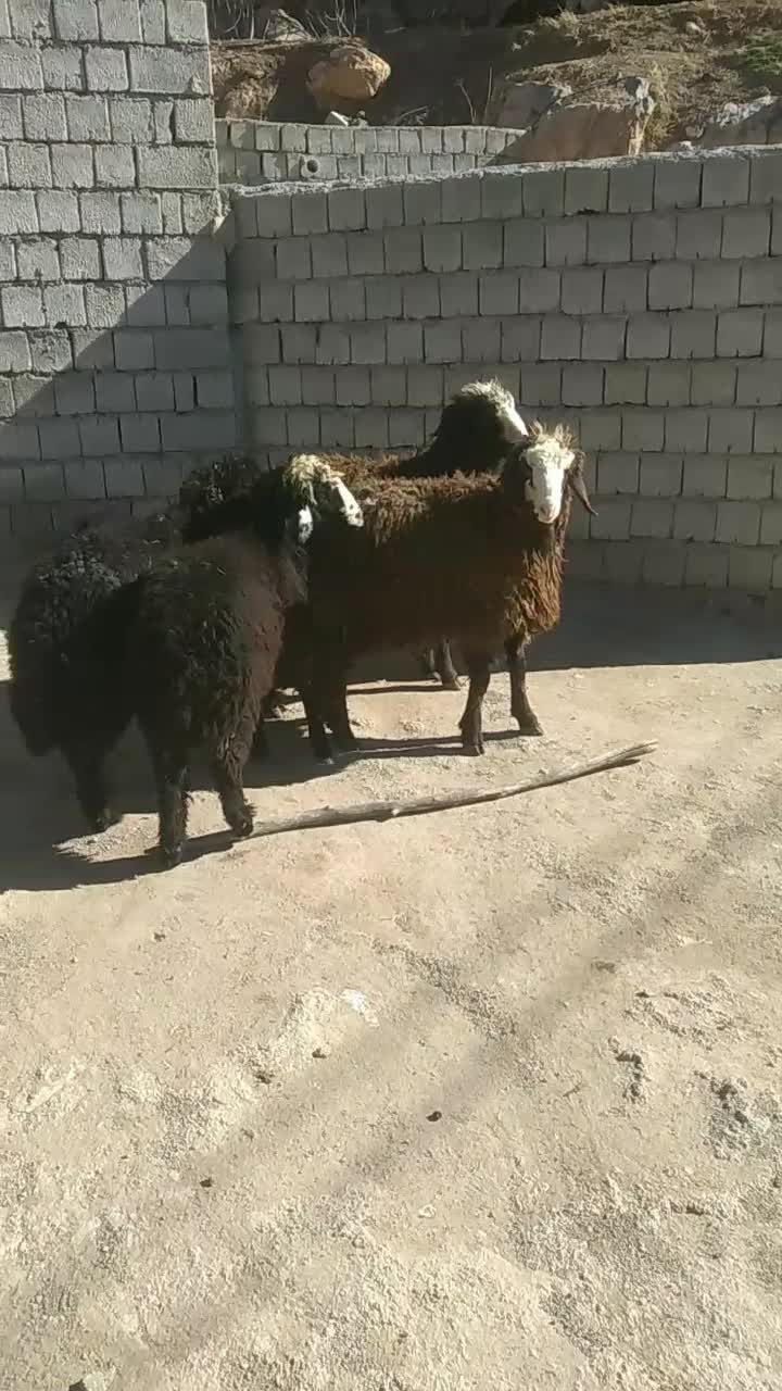 بره ماه|حیوانات مزرعه|محمدیار, |دیوار