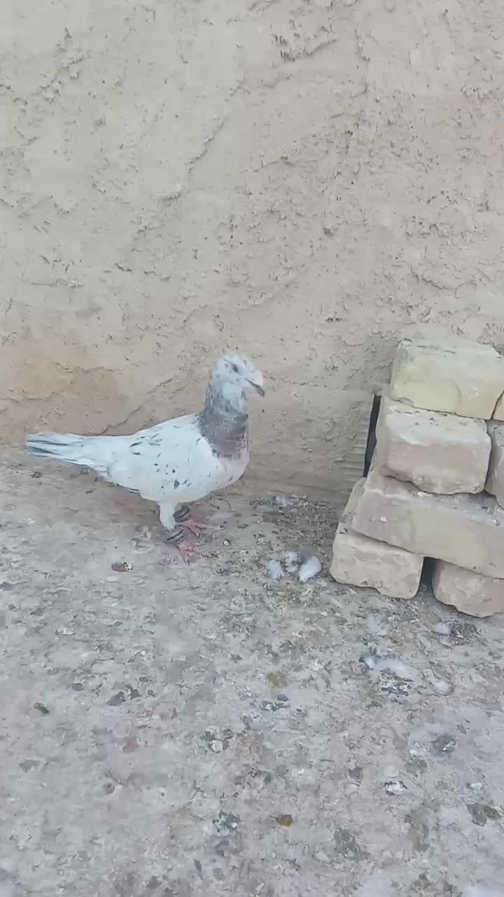کله هما|پرنده|کاشمر, |دیوار