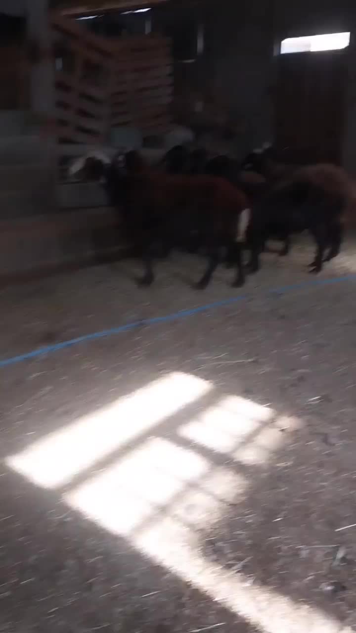 شیشک ابستن|حیوانات مزرعه|بروجرد, |دیوار