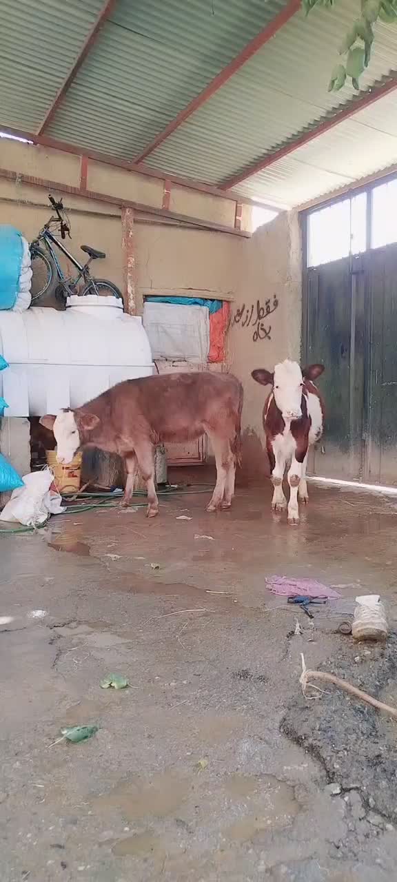 گاو یا گوساله سمینتال شرابی|حیوانات مزرعه|بروجرد, |دیوار