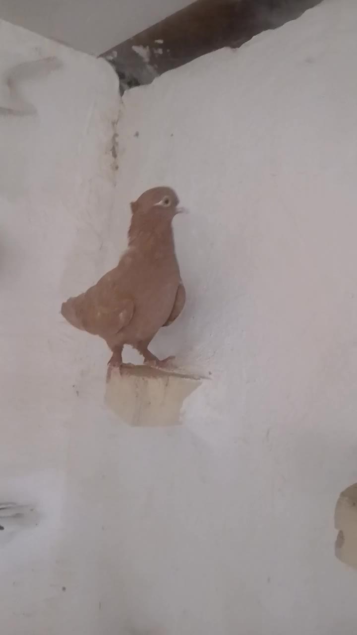 کبوتر|پرنده|شیراز, حومه شیراز|دیوار