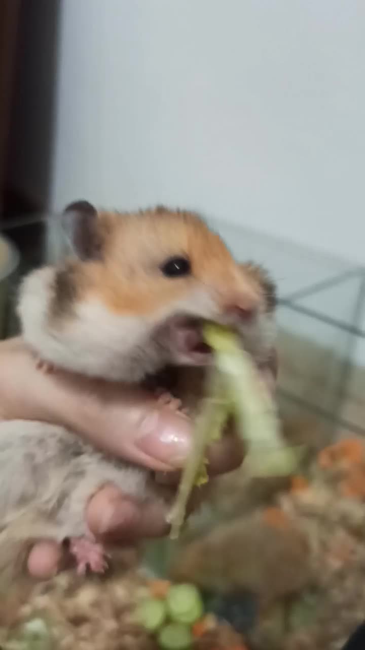 همستردستی و مینیاطوری|موش و خرگوش|شیراز, شهرک مهرگان|دیوار