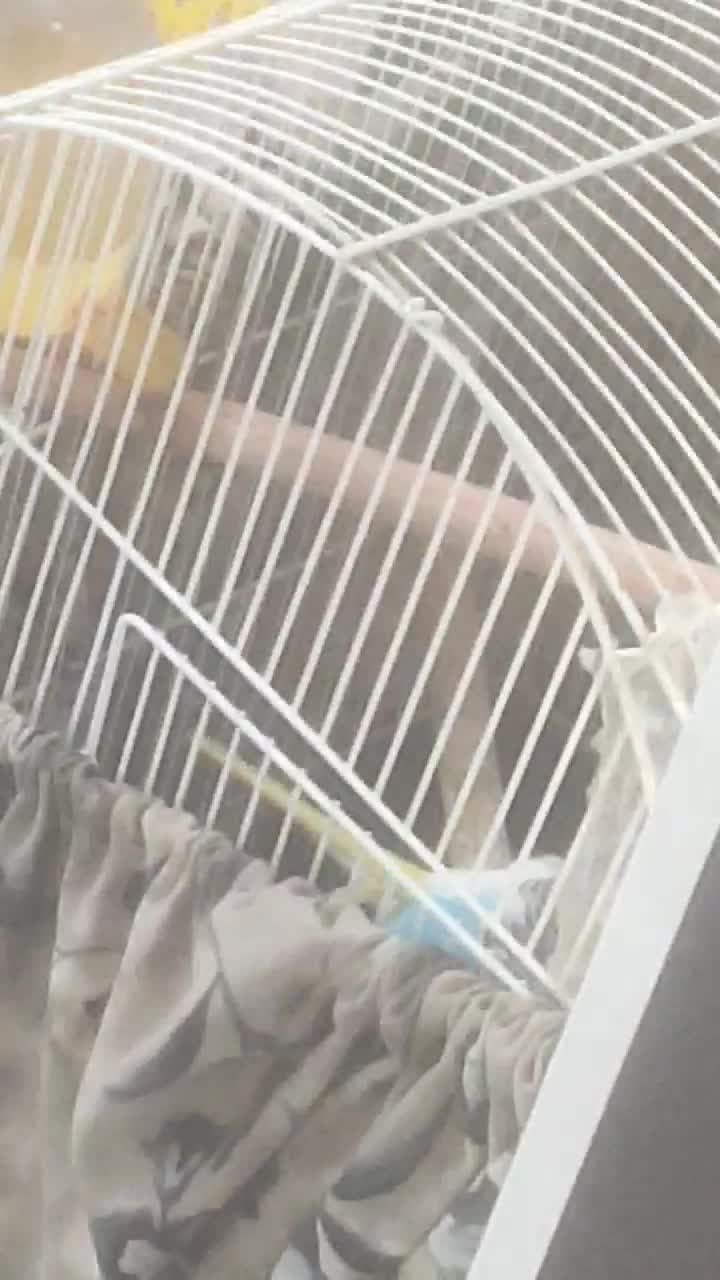 یک جفت مرغ عشق مولد با دوتا جوجه دو ماهه|پرنده|رباطکریم, شهرک والفجر|دیوار