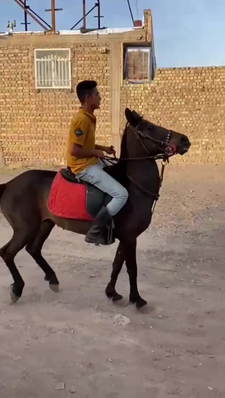 مادیان مشکی ۹ ماه ابستن|اسب و تجهیزات اسبسواری|رفسنجان, |دیوار