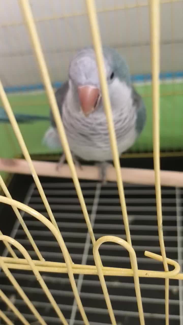 طوطی راهب|پرنده|رودان, |دیوار