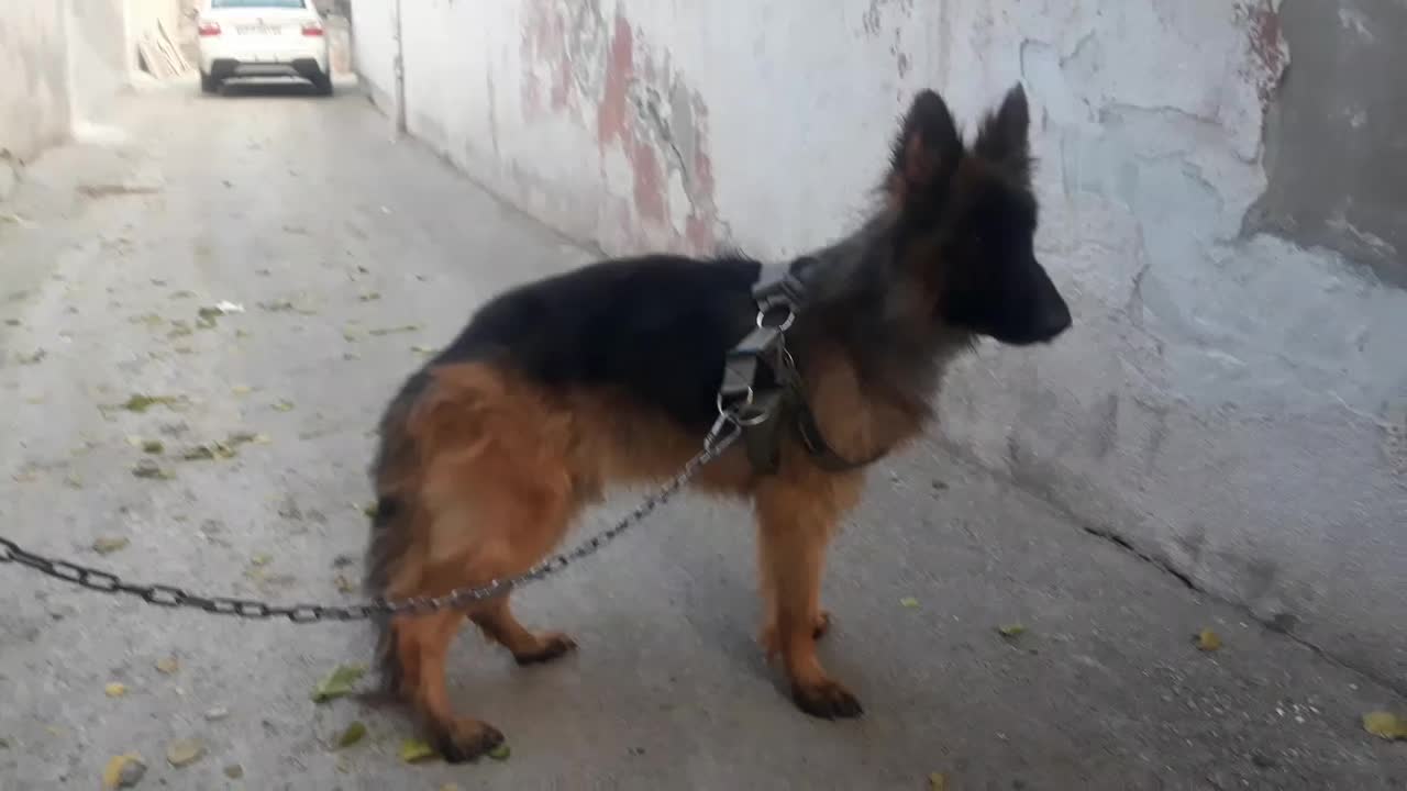 ژرمن شپرد اصیل کلاس A|سگ|رودهن, |دیوار