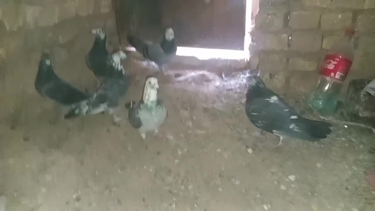 کفتر المانی|پرنده|سده (خراسان جنوبی), |دیوار