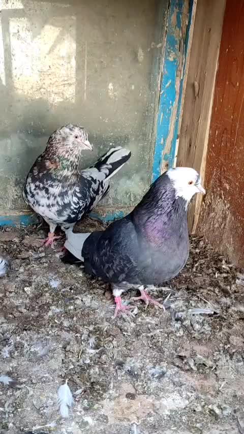 سرور پرشی|پرنده|بوکان, |دیوار