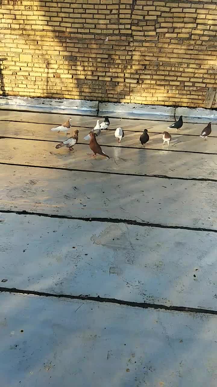 سیزده عددکبوتررنگی|پرنده|خرمشهر, |دیوار