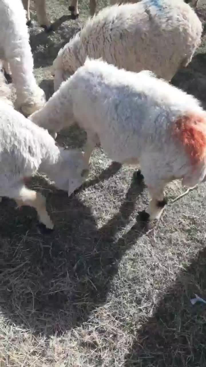 گوسفند فروشی|حیوانات مزرعه|جیرفت, |دیوار