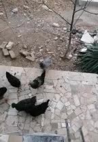 مرغ و خروس رسمی|حیوانات مزرعه|گلبهار, شهر جدید گلبهار|دیوار