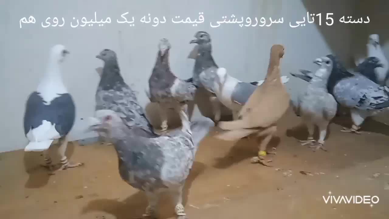 دسته سرور و پشتی بی نظیر|پرنده|شیراز, شهرک گلستان|دیوار