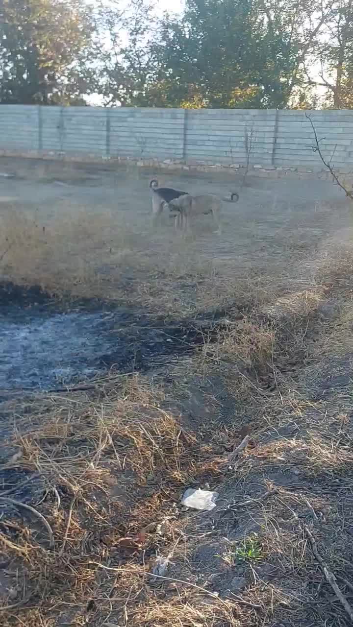 گیلاس ۸ونیم ماهه نوه چول چوله عراق|سگ|آذرشهر, |دیوار