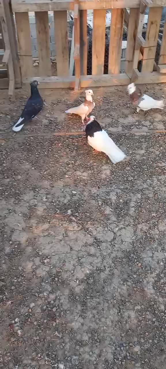 رنگی و شهری زرنگ|پرنده|اهرم, |دیوار