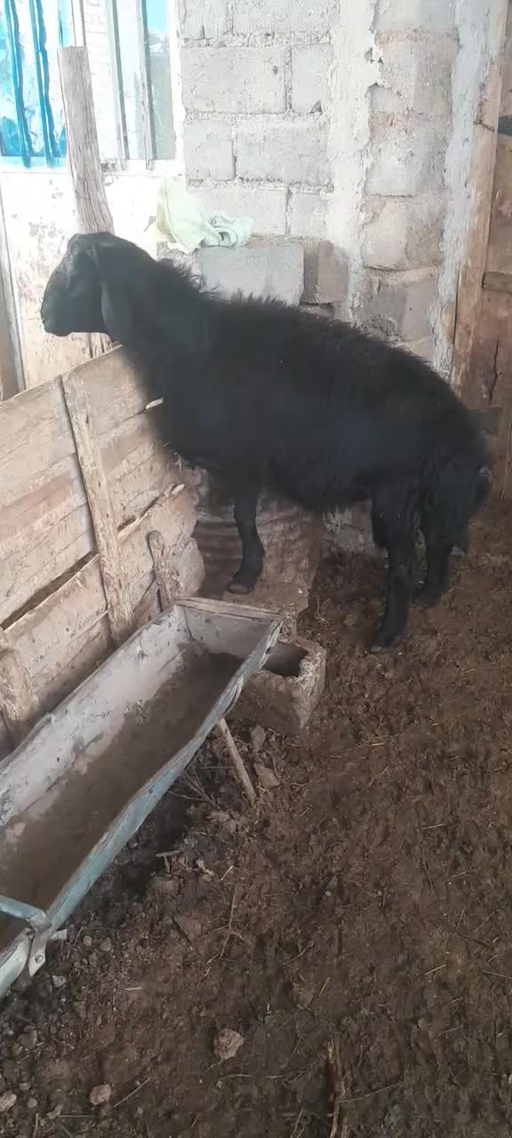 بره قوچ قره قزل|حیوانات مزرعه|ملکان, |دیوار