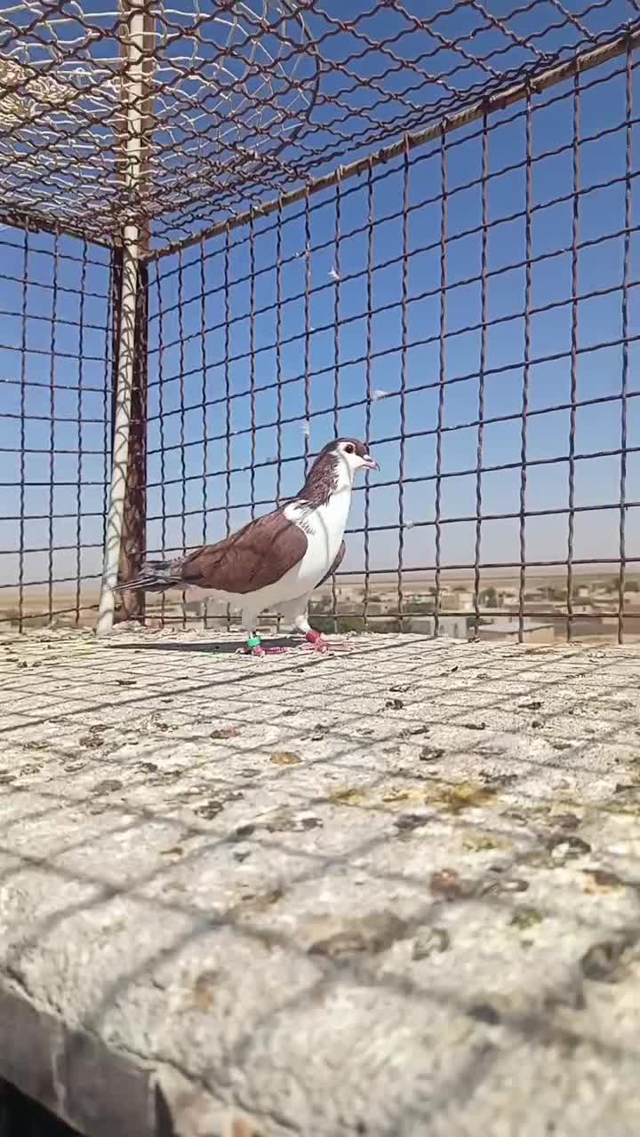 صید ساده سرخ|پرنده|تربت جام, میان جام|دیوار