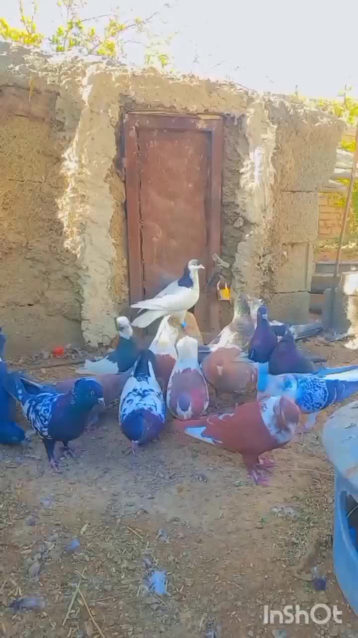 کبوتر بهبهانی نر|پرنده|سیدان, |دیوار