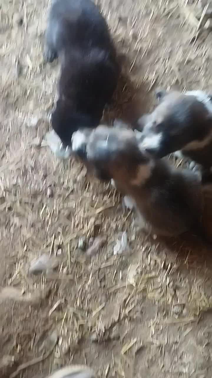 واگذاری|سگ|دهگلان, |دیوار