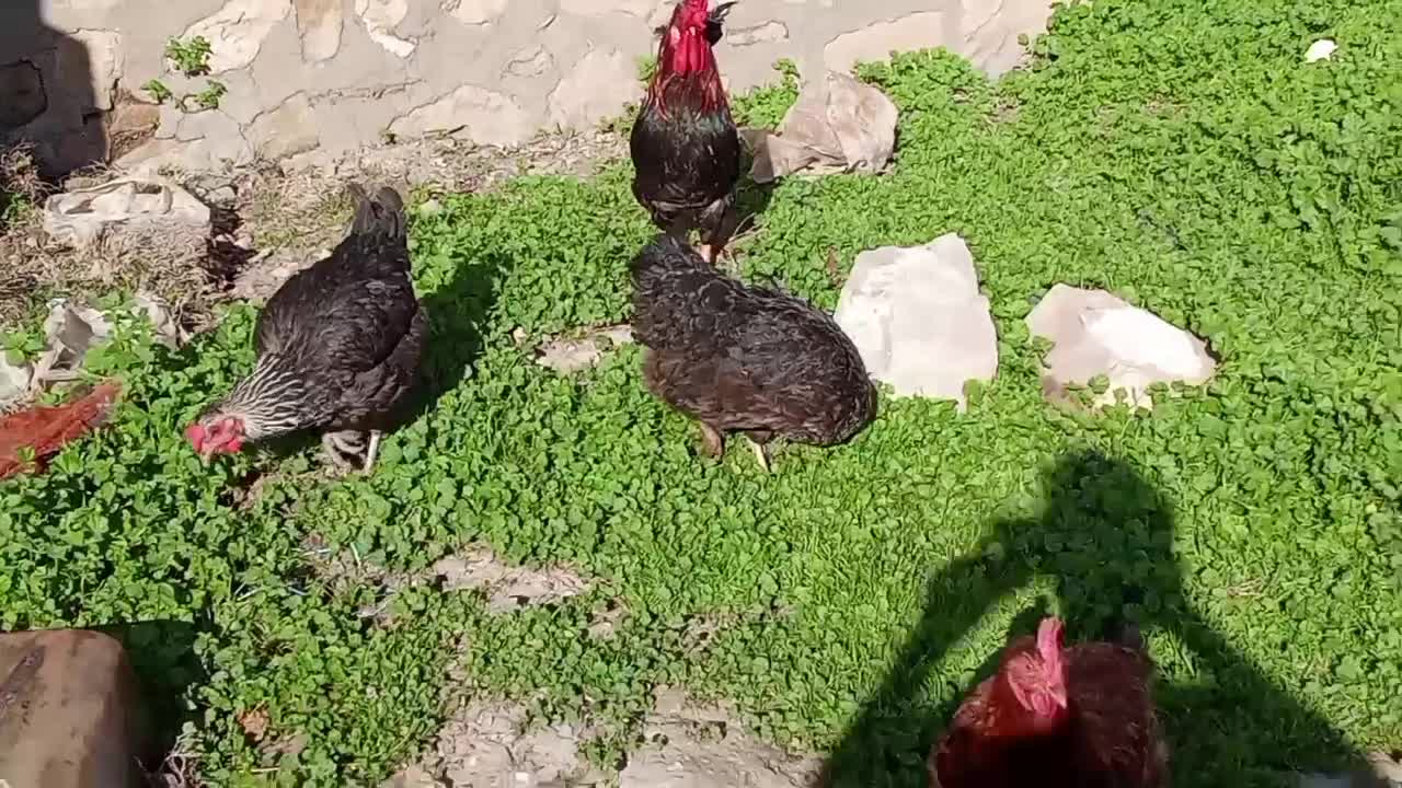 مرغ خروس لری|حیوانات مزرعه|مسجد سلیمان, |دیوار