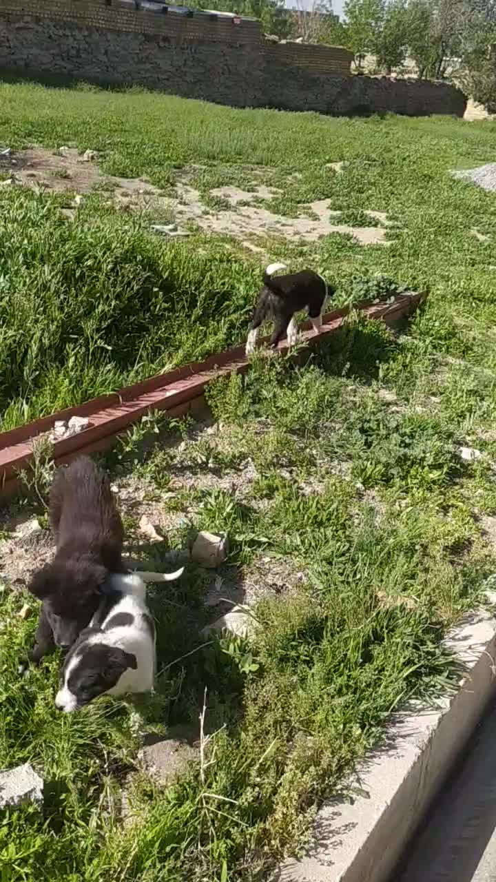 سگ..|سگ|همدان, |دیوار