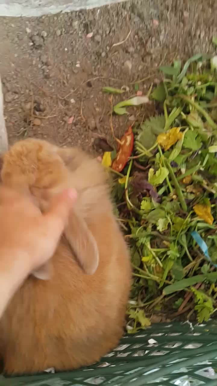 دوتا خرگوش هلندی نر و ماده مولد هشت ماهه|موش و خرگوش|اردبیل, |دیوار