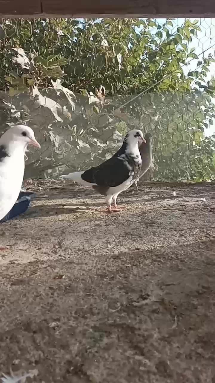 کنارخیس|پرنده|وحیدیه, |دیوار