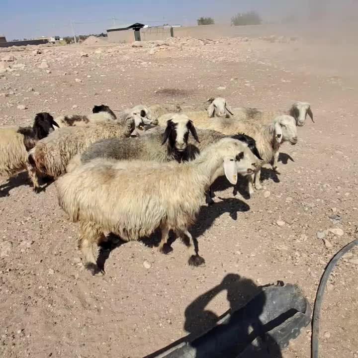 میش|حیوانات مزرعه|شیراز, برمشور علیا|دیوار